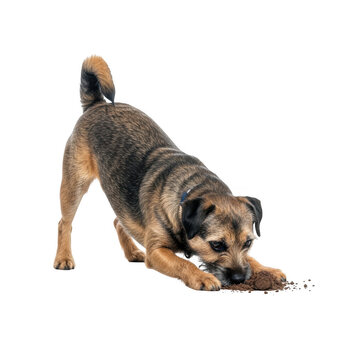 Terrier dog digging dirt playful pet brown fur animal behavior curious canine digging soil isolated png cutout
