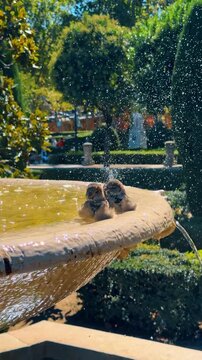 Two small sparrows bathing in stone fountain with water splashes. Close-up of two birds splashing in a stone fountain basin during sunny day in a city park.