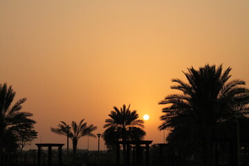 Fototapeta premium palm trees at sunset