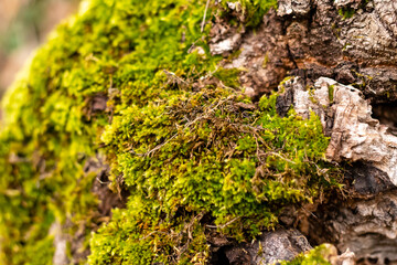 Moss covers a decaying log in a forest during a sunny afternoon in early spring