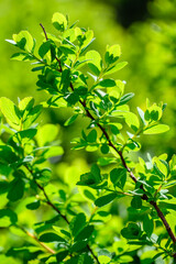 Obraz premium Close-up of vibrant green leaves on a branch in natural sunlight