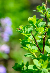 Obraz premium Close-up of green leaves with blurred purple flowers in background