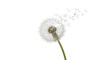 Obraz premium Delicate Dandelion Seed Head Floating Away in a Soft Breeze on a Clean White Background