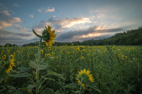 sunflower field sunrise cincinnati ohio