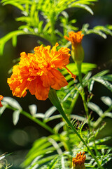 Yellow blooming summer marigold flowers	
