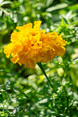 Yellow blooming summer marigold flowers	
