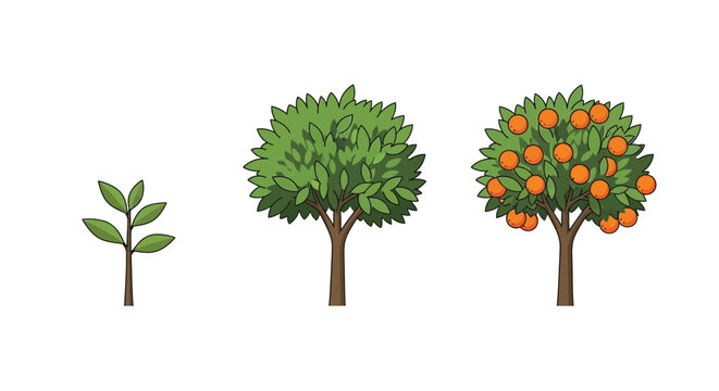 Illustration depicting the growth stages of an orange tree