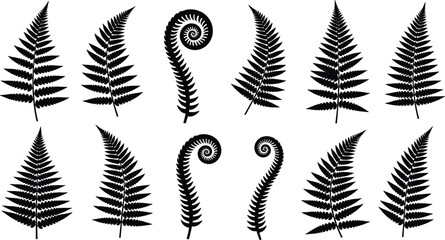 WebSet of fern leaf and fiddlehead silhouettes, black botanical vector illustration collection isolated on white background design © Md