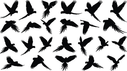 WebSet of flying parrot silhouettes, exotic macaw bird flight collection, tropical wildlife wing shapes, black avian vector elements for nature design. © Md
