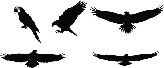 WebTropical bird and eagle silhouettes collection featuring parrots, macaws, and toucans in flying and perched poses for exotic wildlife vector. © Md