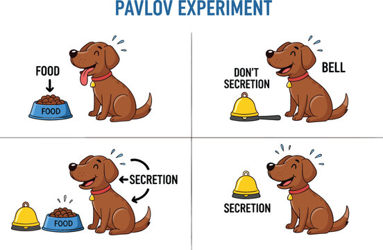 Pavlov experiment diagram showing classical conditioning with a dog food bell and secretion response for psychology education illustration
