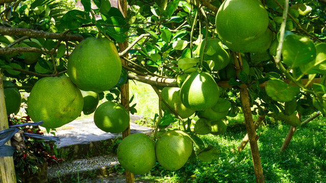 The pomelo (pummelo),or in scientific terms Citrus maxima or Citrus grandis, is the largest citrus fruit from the family Rutaceae and the principal ancestor of the grapefruit.