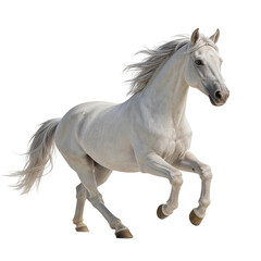 Obraz premium White Horse Galloping in Dynamic Pose