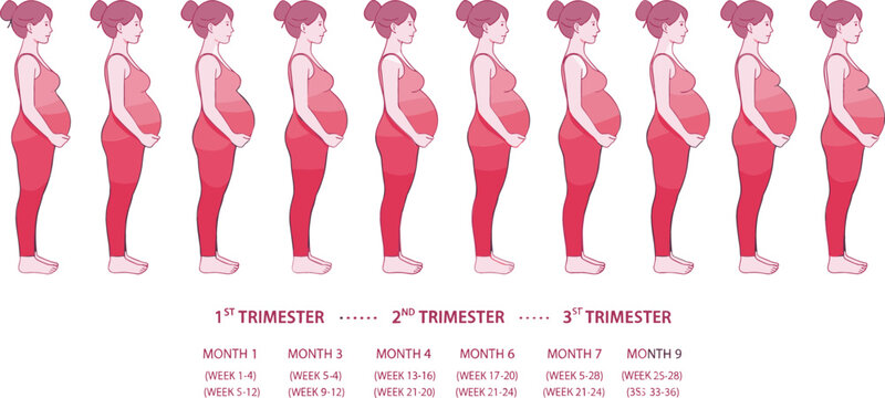 Pregnancy stages diagram showing fetal development through three trimesters with monthly progression and belly growth flat vector illustration