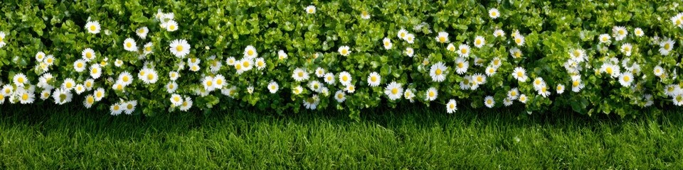 Fototapeta premium Fresh Spring Green Grass Border with White Daisy Flowers and Lush Botanical Foliage for Garden Advertising Web Banners and Summer Landscape Design Page Headers