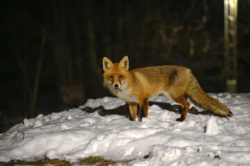 Obraz premium A fox stands alert on a snowy landscape with a dark forest background. The lighting highlights its striking red fur against the snow.