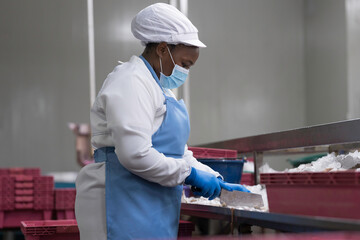 Canned fish factory. Manufacturing and processing. Pile of frozen fresh sea fish on ice. Worker cleaning, washing, scrape off fish scales and cut open the belly to clean in canned fish factory © amorn