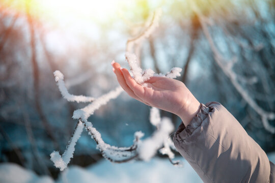 Close-up of a branch with snow and a human hand. High quality photo
