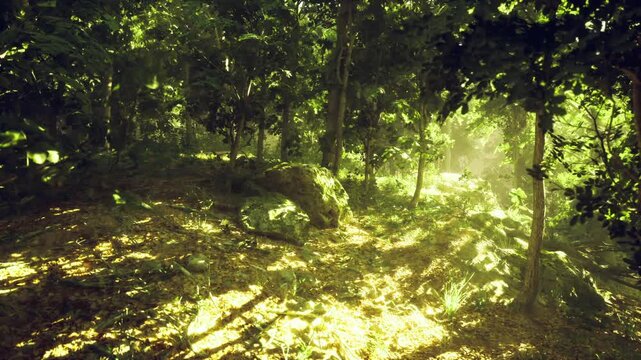 Goldenhour clearing with sunlit leaf canopy and patterned shadows, warm mossy ground, inviting path for mindful walk, wellness and slow travel backdrop