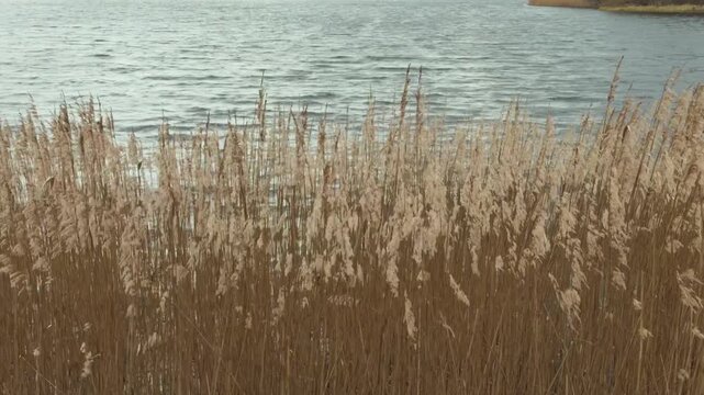 Plants on the lake, Frensham Country Park. South of Farnham, Surrey. UK