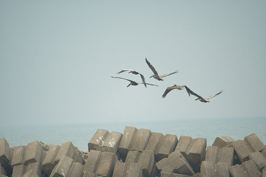 aves malecon tampico madero tamaulipas