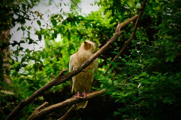 Obraz premium Large bird of prey perched on a tree branch surrounded by lush green foliage in a natural forest environment. The image highlights the powerful posture, strong talons, and impressive wings of this maj