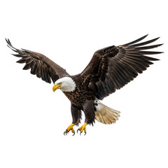 Obraz premium Bald Eagle Flying Wings Spread Majestic Bird Prey Predator Wildlife Freedom Symbol Isolated