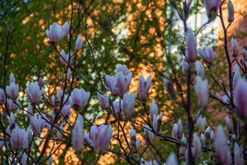 Fototapeta premium Close up of blooming pink and white magnolia flowers on branches against a softly blurred warm golden background