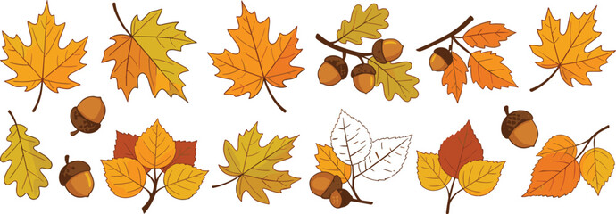 Autumn Leaves and Acorns Set with Maple Oak Birch Foliage Fall Season Botanical Elements Flat Vector Collection © MdNazmul