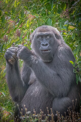 Obraz premium Western lowland gorilla sitting in lush green jungle foliage looking with curious expression