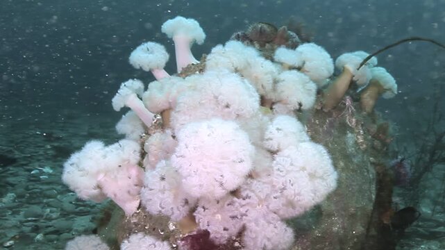 Captured in the mystical depths of Puget Sound, a vibrant cluster of pluming sea anemones sways gently, their feathery tentacles dancing in the cool currents.