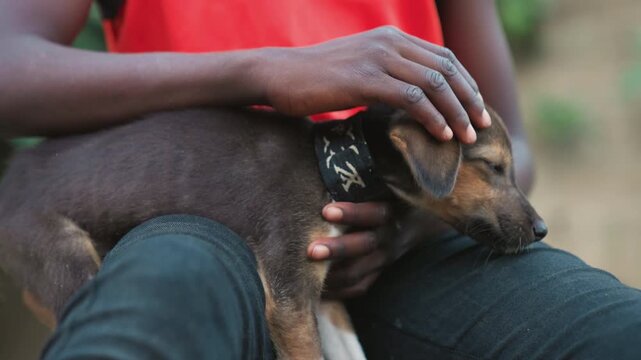 Black child petting puppy on lap intimate closeup of young black child in red shirt gently stroking small brown rescue dog wearing patterned collar, hands cradling head, sitting outdoors on jeans,
