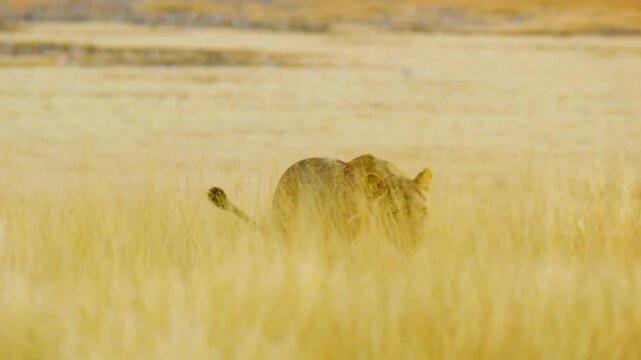 A beautiful footage of a panthera leo walking in long grasses of Savanah of Mabuasehube, Botswana, South africa. 