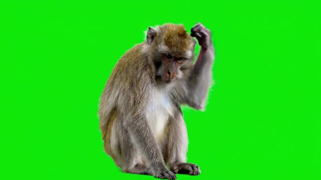 A thoughtful monkey sits on a green screen background, scratching its head in contemplation.