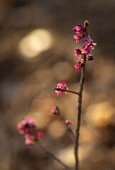 Wawrzynek wilczełyko (Daphne mezereum) kwitnący na przedwiośniu, różowe kwiaty na gałązce © mycatherina