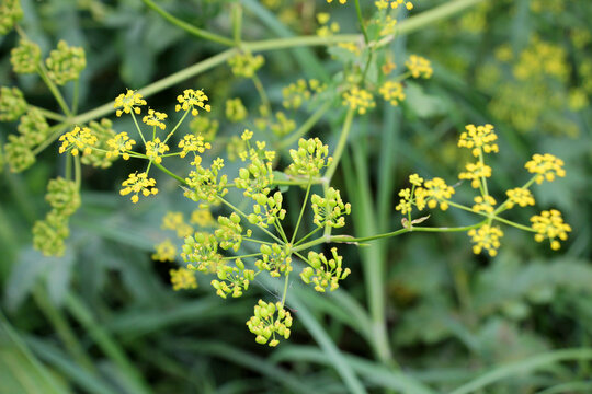 Sowing parsnip (Pastinaca sativa), grows in nature.