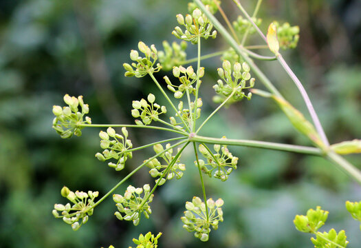 Sowing parsnip (Pastinaca sativa), grows in nature.