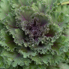 Kale vegetable leaves macro closeup
