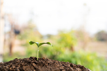 Small growing tree plant