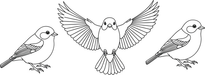 Fototapeta premium Vector line art illustration of sparrow and toucan birds in various poses including flying perched and standing bird sketches isolated on white for design