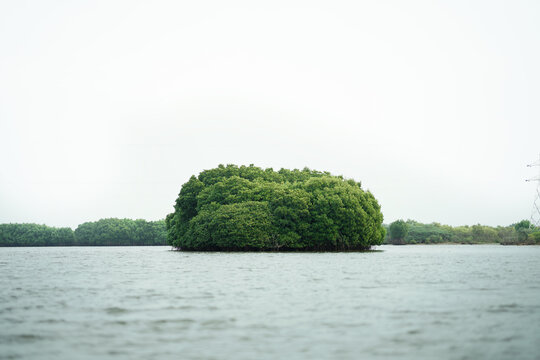 Mangrove forest on the lake