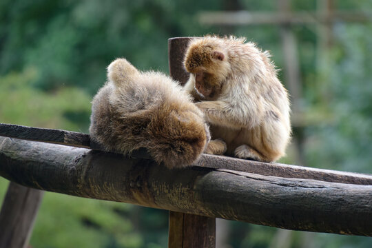 View of a Barbary macaque in a park