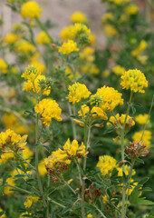 Fototapeta premium Blossoms of sickle-shaped alfalfa (Medicago falcata)
