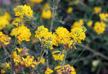 Obraz premium Blossoms of sickle-shaped alfalfa (Medicago falcata)