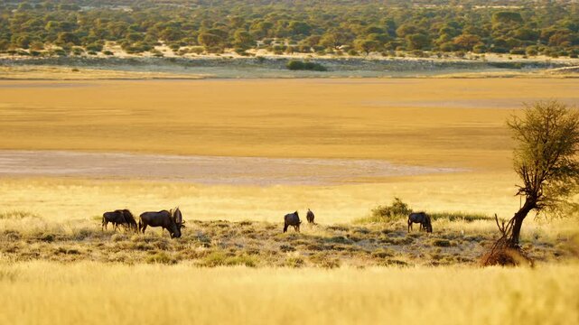 A wide angle footage of a herd of blue wildebeests grazing in Savanah of Mabuasehube, Botswana, South africa 