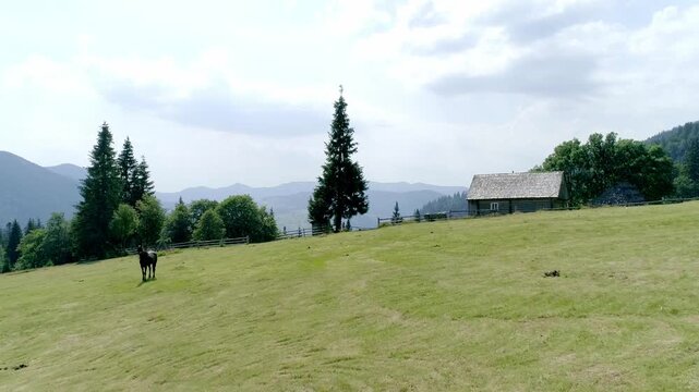 Peaceful rural scene featuring solitary black horse standing on verdant grassy meadow near traditional thatched-roof wooden hut, tall pine trees, birch grove, and hazy Carpathian mountains