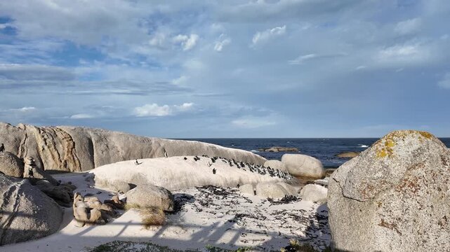 Simon's Town western Cape South Africa. 06.02.2026. Video. A large group of black and white penguins congregates on a sandy and rocky beach, with the deep blue sea and a dramatic sky overhead