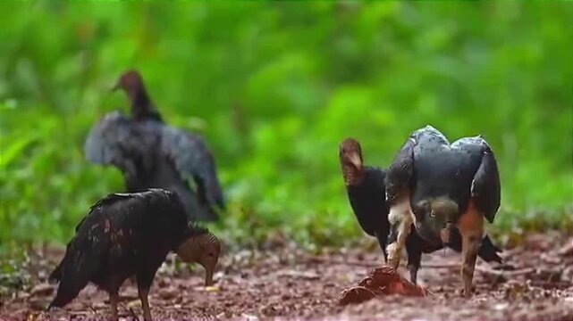 Black Vultures Foraging on Forest Floor in Natural Habitat