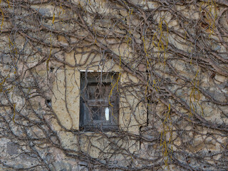 Overgrown Ruin Wall with Empty Window - Abstract texture of dry, tangled vines covering an old stone wall, with an empty, square window opening revealing a bright sky. © jmag.foto