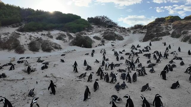 Simon's Town western Cape South Africa. 06.02.2026. Video. A large group of black and white penguins congregates on a sandy and rocky beach, with the deep blue sea and a dramatic sky overhead